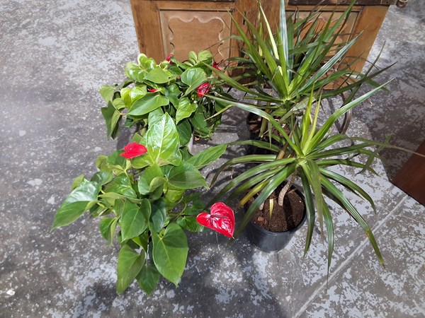 Lot 268 - POTTED PLANTS