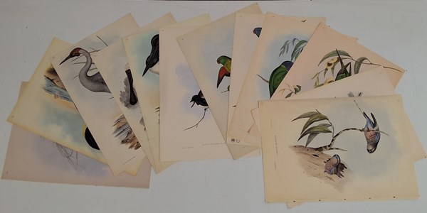 Lot 1164 - JOHN GOULD