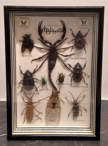 Lot 1257 - MALAYSIAN INSECTS