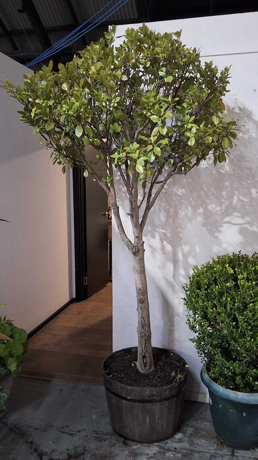 Lot 355 - FICUS TREE