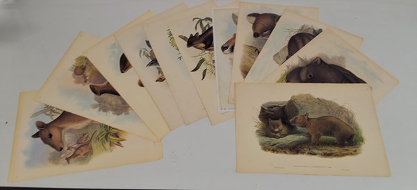 Lot 1199 - JOHN GOULD