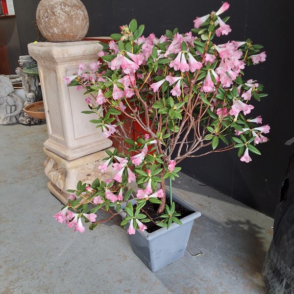 Lot 409 - RHODODENDRON