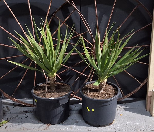 Lot 415 - POTTED PLANTS