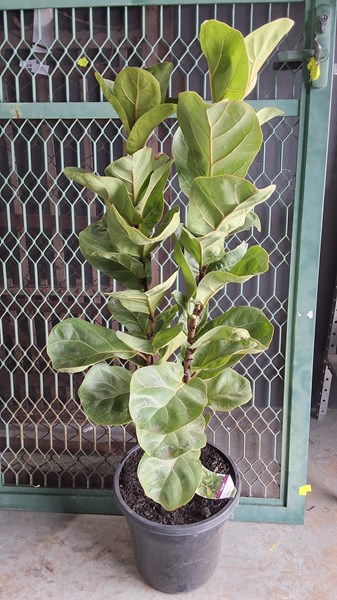 Lot 400 - FICUS PLANT