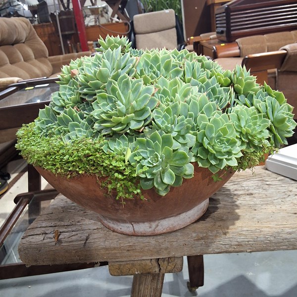 Lot 321 - ROSE SUCCULENT