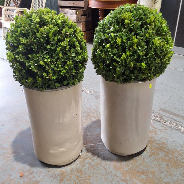 Lot 386 - PAIR OF ENTRANCE PLANTS