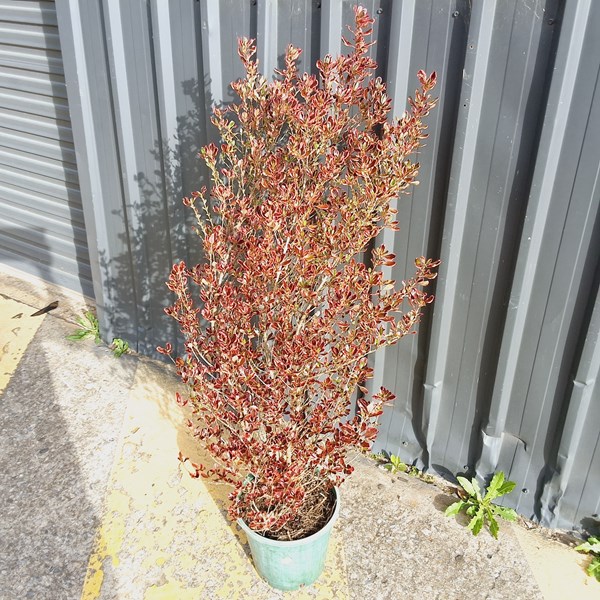 Lot 390 - COPROSMA