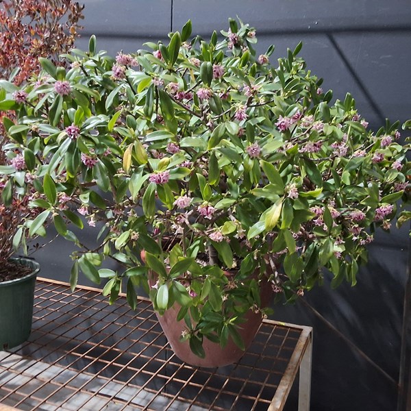 Lot 392 - POTTED MATURE PLANT