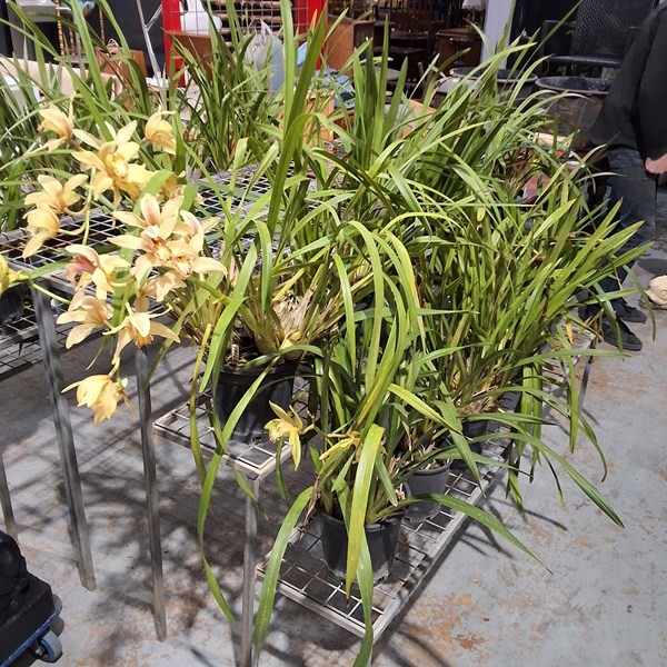 Lot 372 - ORCHIDS