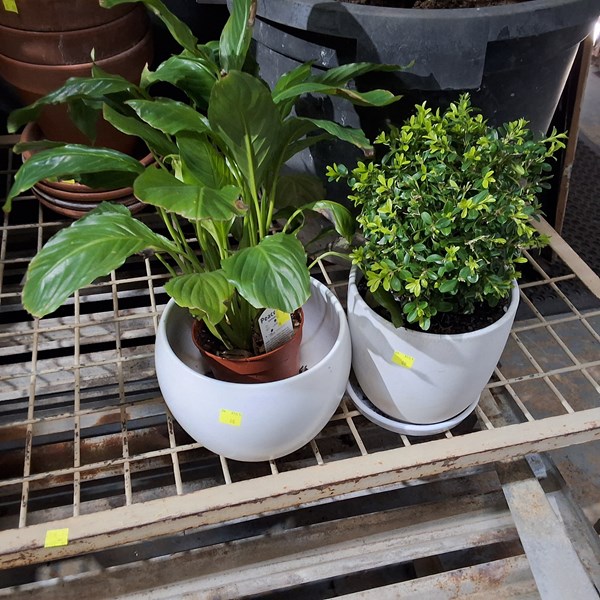 Lot 406 - POTTED PLANTS