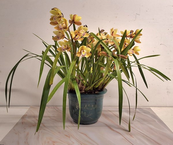 Lot 1085 - YELLOW ORCHID