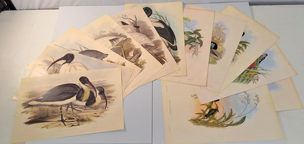 Lot 1188 - JOHN GOULD