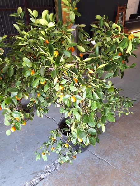 Lot 17 - KUMQUAT TREE