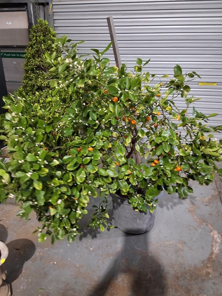 Lot 24 - KUMQUAT