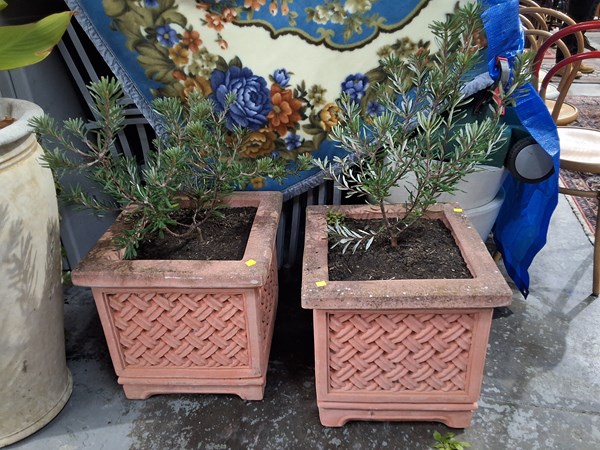 Lot 63 - POTTED PLANTS