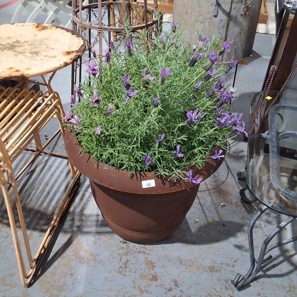 Lot 52 - POTTED LAVENDER