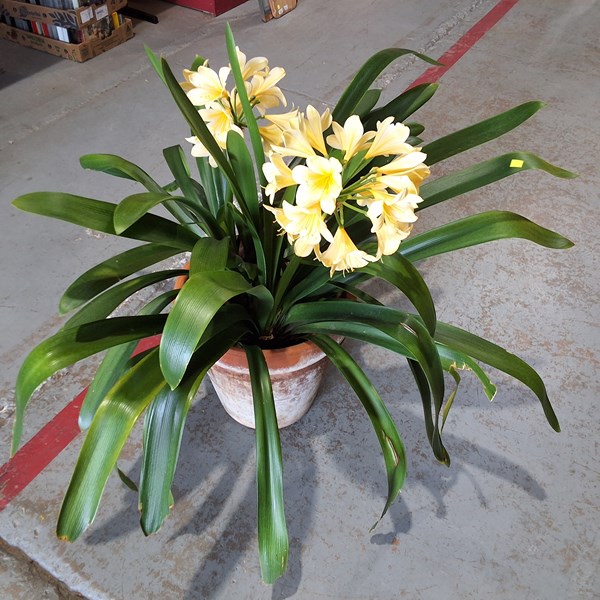 Lot 333 - CLIVIA