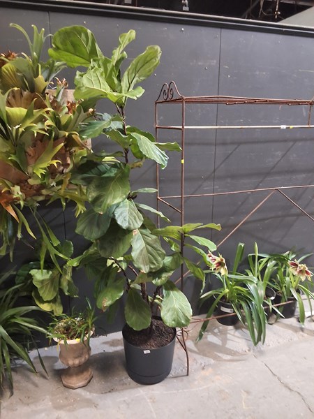 Lot 367 - FICUS