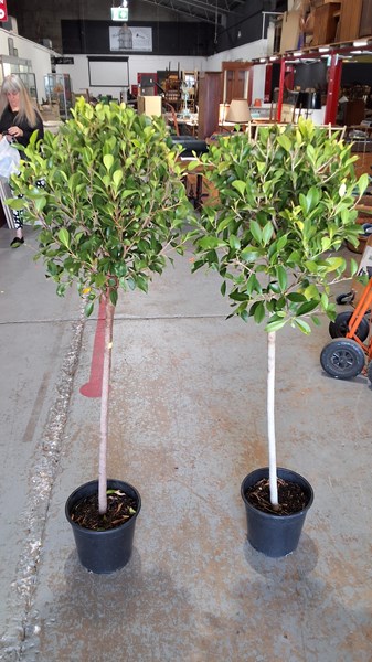 Lot 430 - FICUS TREES