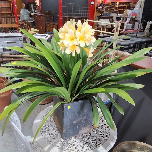 Lot 416 - YELLOW CLIVIA