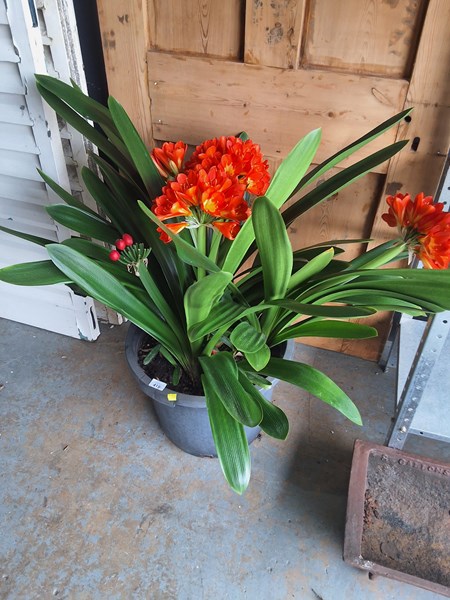 Lot 419 - CLIVIA