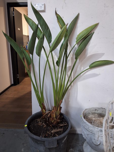 Lot 413 - STRELITZIA