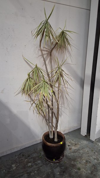 Lot 409 - DRAGON TREE