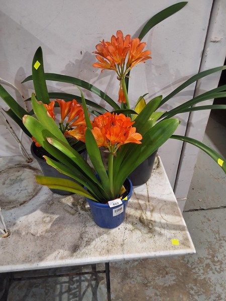 Lot 402 - BELGIAN CLIVIA