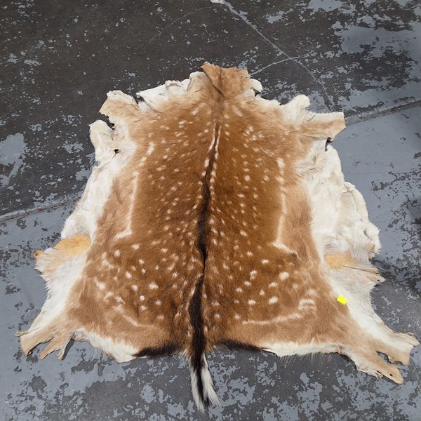 Lot 142 - DEER HIDE