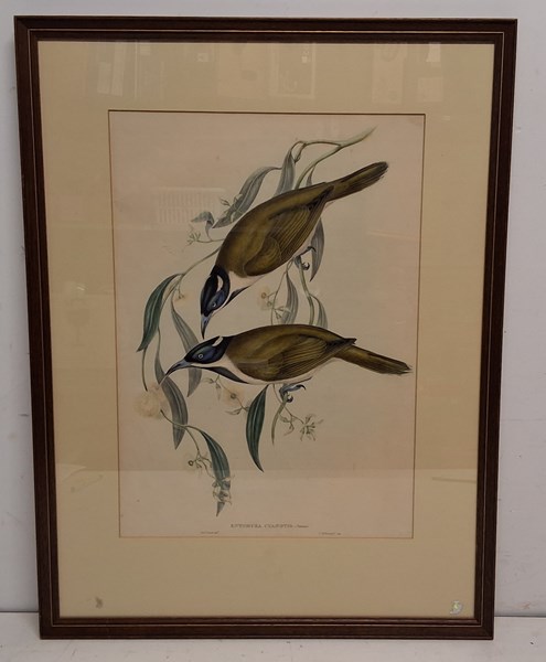 Lot 1084 - JOHN GOULD