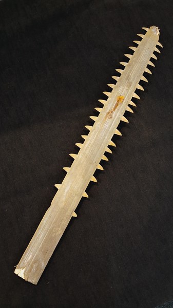 Lot 1080 - SAWFISH ROSTRUM