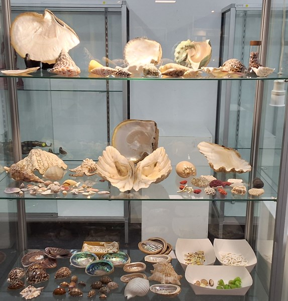 Lot 1061 - A COLLECTION OF TROPICAL SHELLS