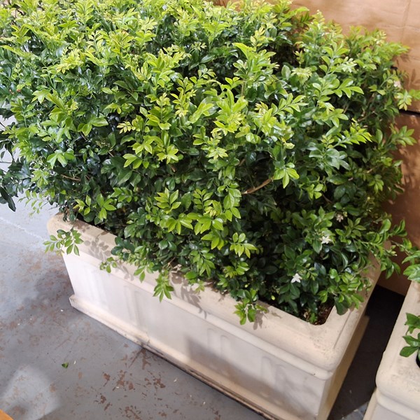 Lot 349 - POTTED PLANT