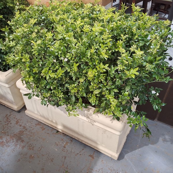 Lot 350 - POTTED PLANT