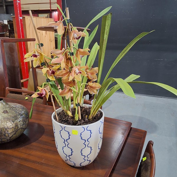 Lot 306 - ORCHID