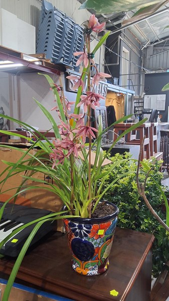 Lot 292 - ORCHID