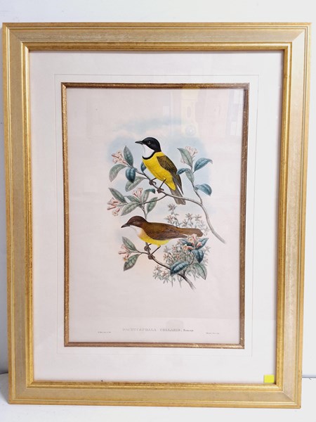 Lot 1128 - JOHN GOULD PRINT