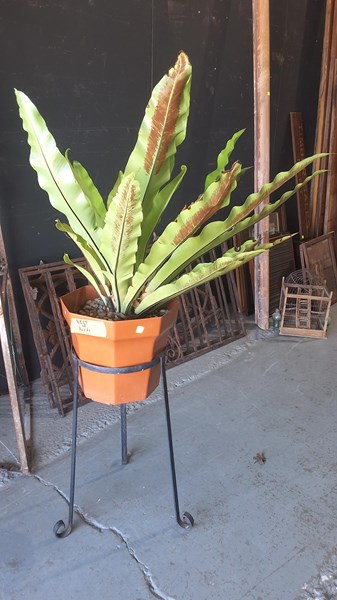Lot 323 - GARDEN PLANT