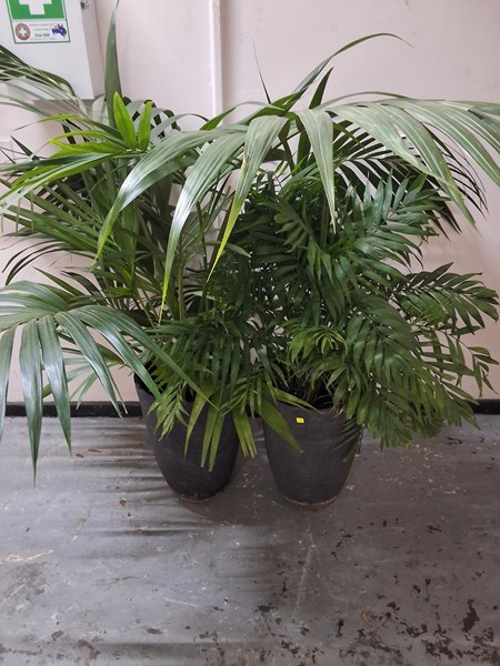 Lot 303 - PALMS