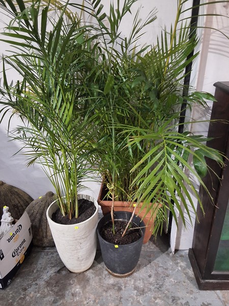 Lot 305 - PALMS