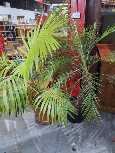 Lot 299 - Palms