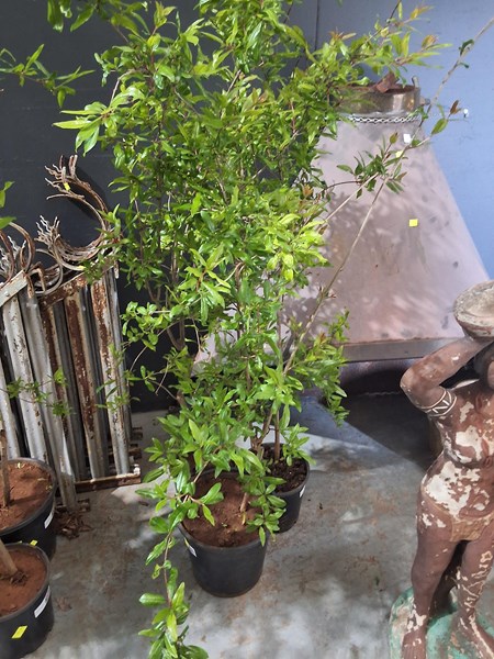 Lot 331 - POMEGRANATE