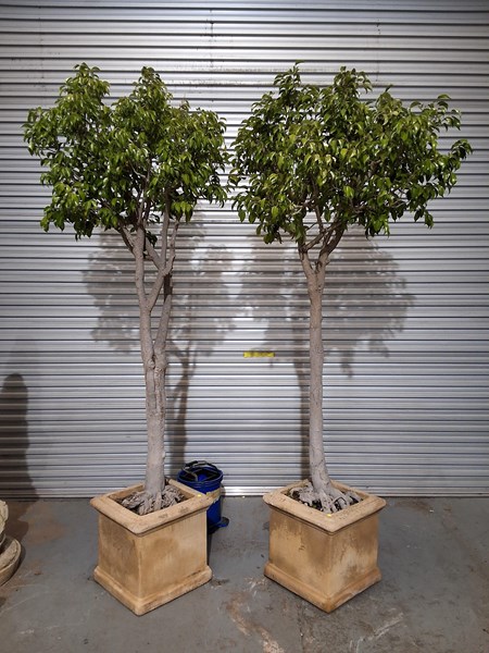 Lot 408 - FICUS TREES