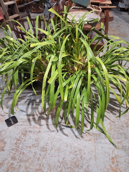 Lot 317 - ORCHIDS