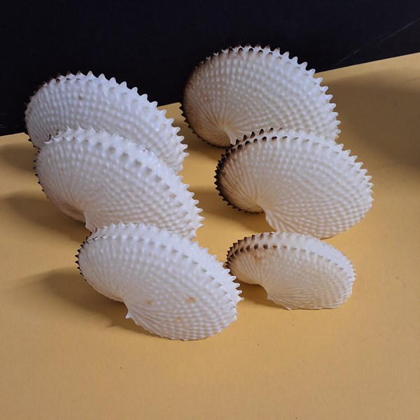 Lot 1238 - SHELLS