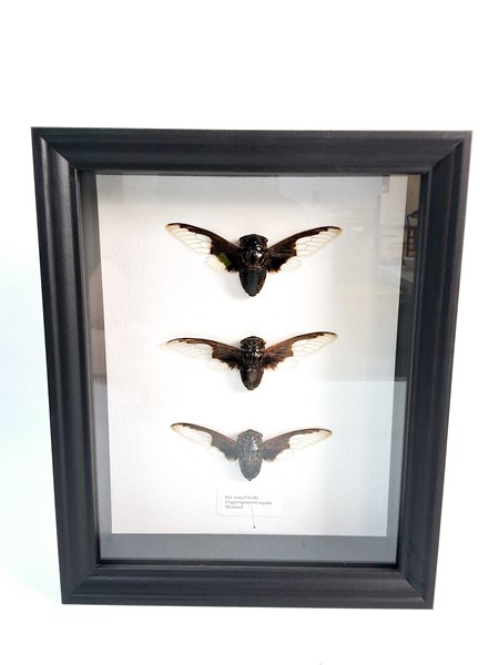 Lot 1221 - INSECT SPECIMENS