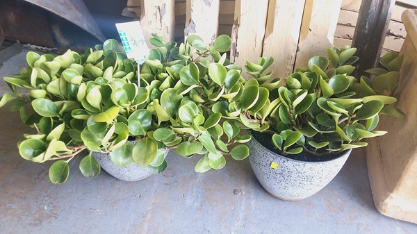 Lot 394 - POTTED PLANTS