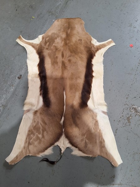 Lot 424 - ANTELOPE HIDE