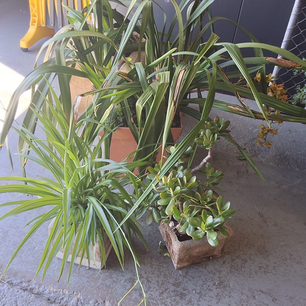 Lot 381 - POTTED PLANTS