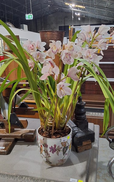 Lot 365 - POTTED ORCHID